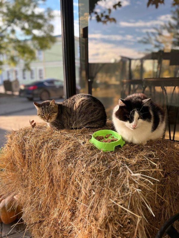 �������� ����: ����� �������� ���� ������� ����� ����� �������