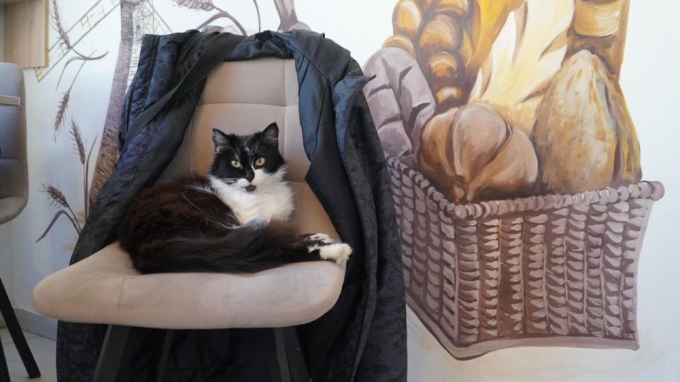 �������� ����: ����� �������� ���� ������� ����� ����� �������