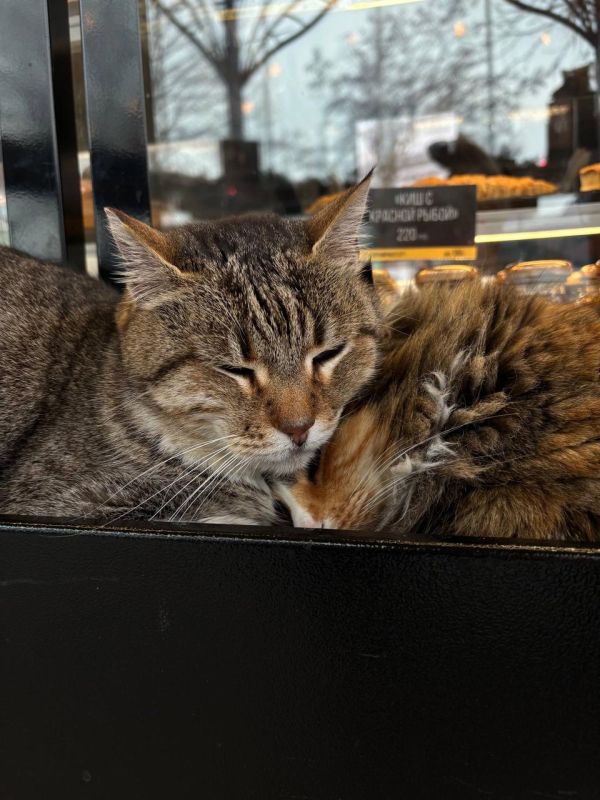 �������� ����: ����� �������� ���� ������� ����� ����� �������