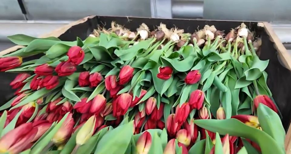 Цветочная акция для школ Симферопольского района Цветочная акция для школ Симферопольского района