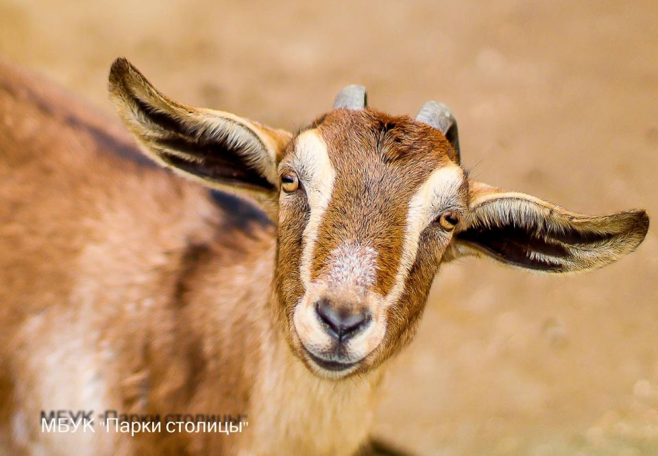 #���������_���������. ���� ��� �������, ��� ���� � ��� ������ ����������� �������� ��� ��������, ������ �� �� ������ ������� ���������������� ���������