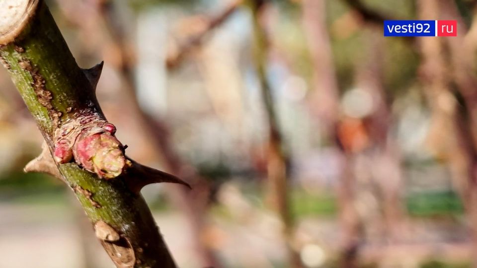 �������� ������ ����������� � �����������