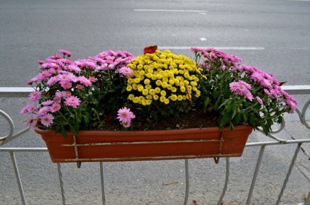 ������ � ����������� 12 �����