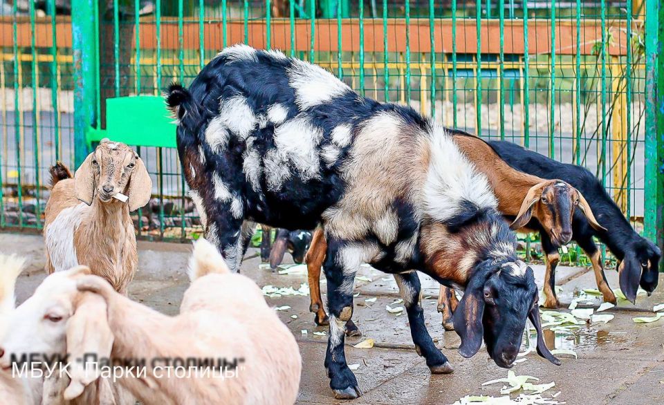 ������� ���������������� ��������� ������ ���� �������� ����������