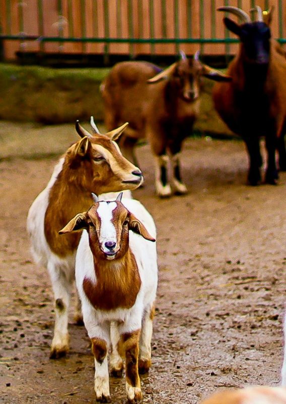 ������� ���������������� ��������� ������ ���� �������� ����������