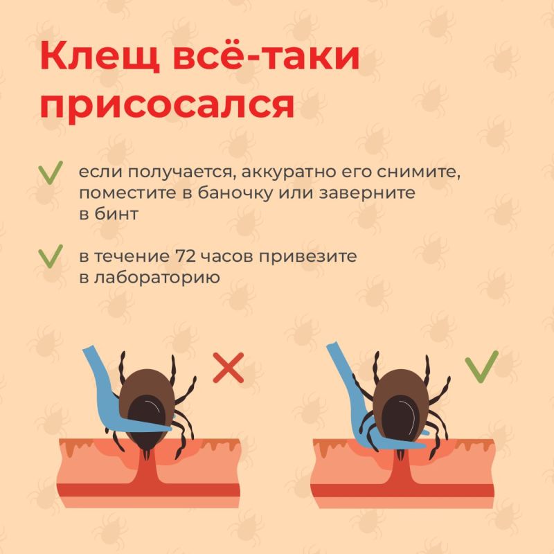 На полуострове активизируются клещи На полуострове активизируются клещи