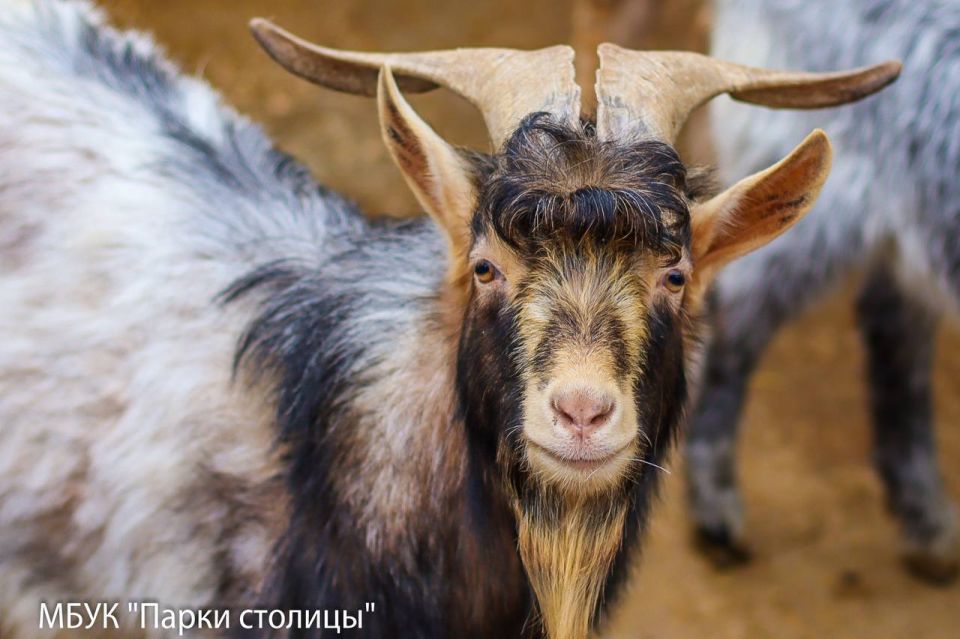 ������� ���������������� ��������� ������ ���� �������� ����������