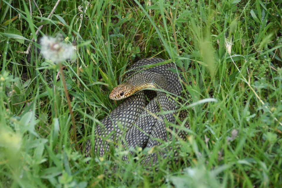 � ����� ������� ������ ���� �������� ����: ��� ��� ������� �������� �� � �����