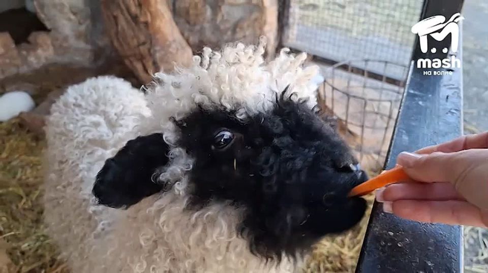 ���� ������� ������. ���������, ��� �����