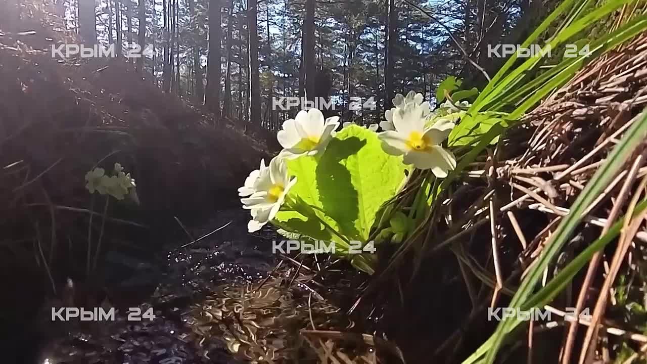Примулы можно увидеть в Ялтинском горно-лесном заповеднике