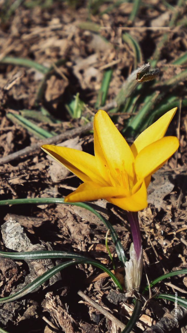 Первоцветов на ваш телефон с Капуркайской тропы Первоцветов на ваш телефон с Капуркайской тропы