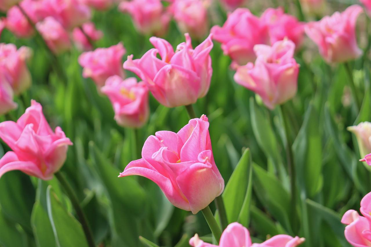 В этом году на Параде тюльпанов в Никитском ботаническом саду представят 110 тысяч цветов В этом году на Параде тюльпанов в Никитском ботаническом саду представят 110 тысяч цветов