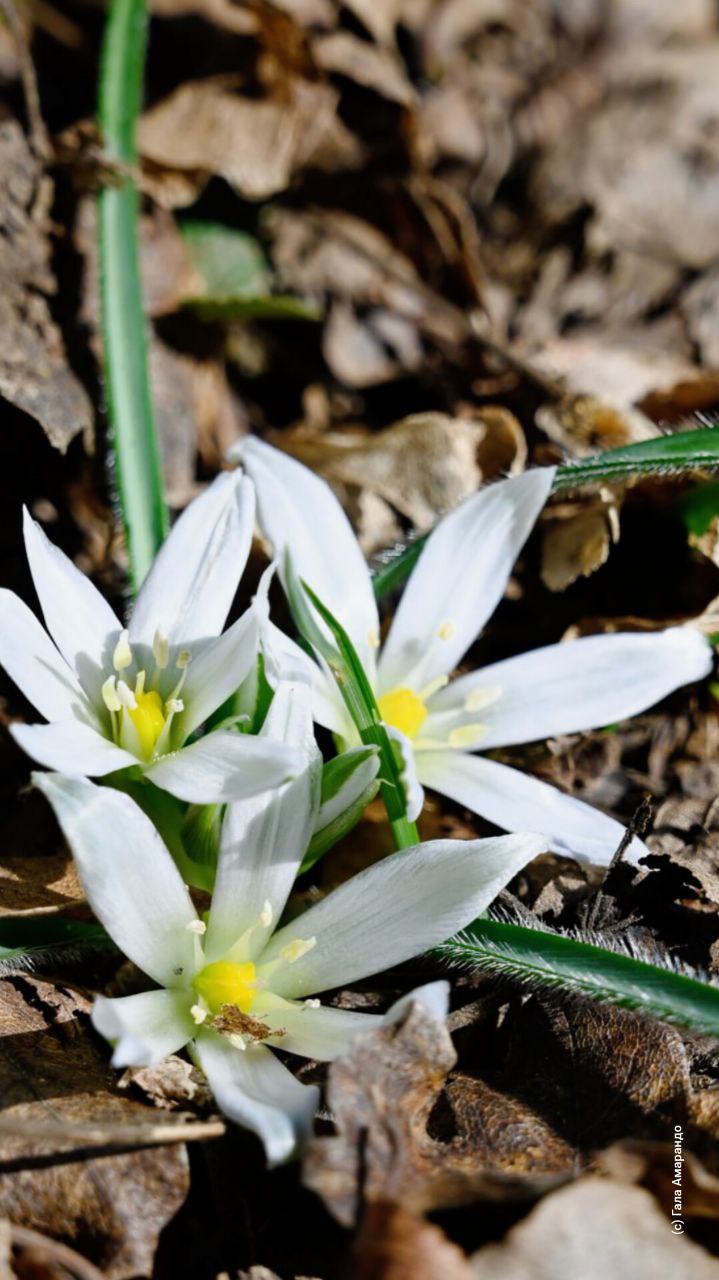 Первоцветов на ваш телефон с Капуркайской тропы Первоцветов на ваш телефон с Капуркайской тропы