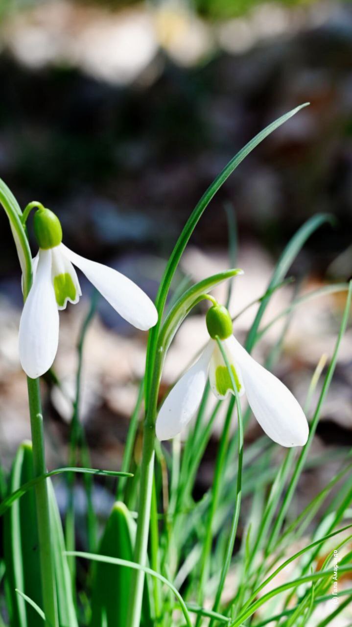 Первоцветов на ваш телефон с Капуркайской тропы Первоцветов на ваш телефон с Капуркайской тропы