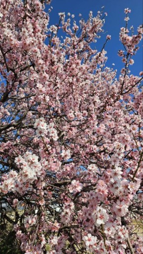 Сейчас повсеместно в Крыму цветет миндаль