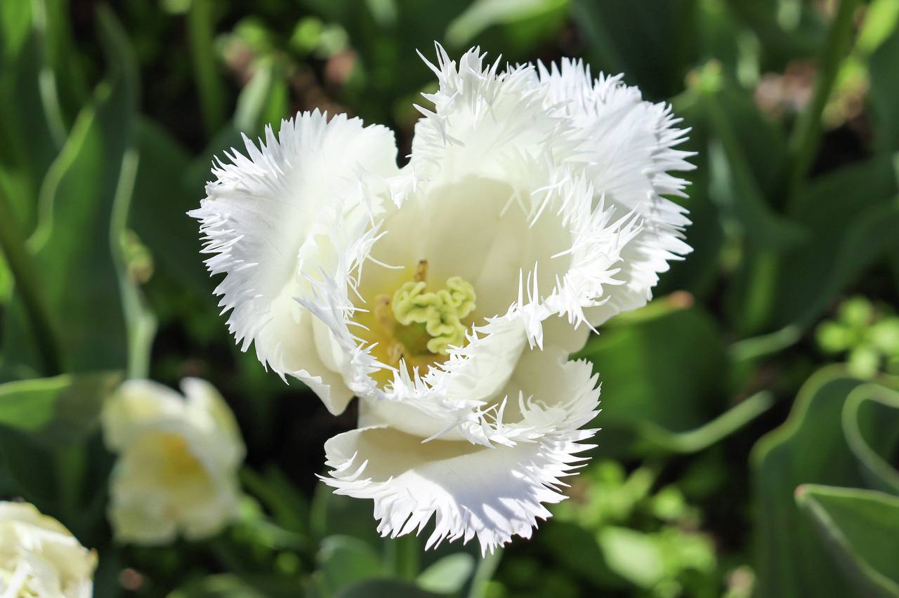 В этом году на Параде тюльпанов в Никитском ботаническом саду представят 110 тысяч цветов В этом году на Параде тюльпанов в Никитском ботаническом саду представят 110 тысяч цветов