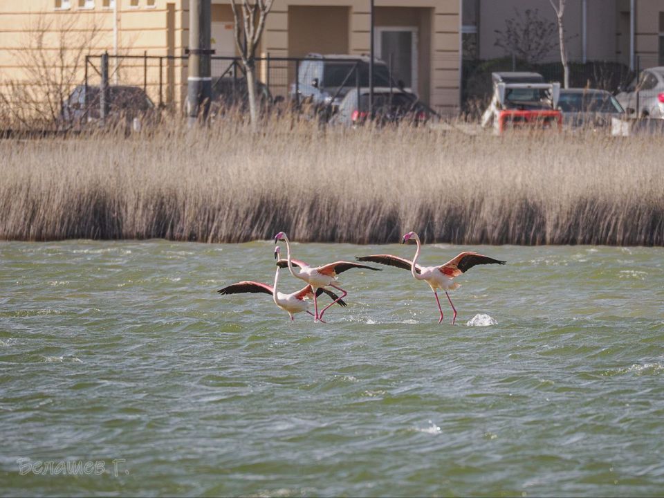 � ��������� ����� �������� ���� ��������