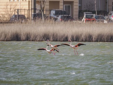 В Евпатории вчера заметили трех фламинго