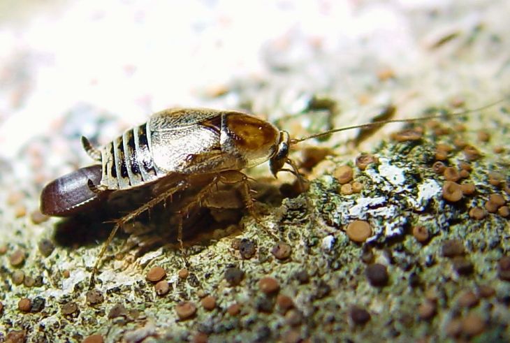 Новые «соседи»: Крым атакуют американские тараканы