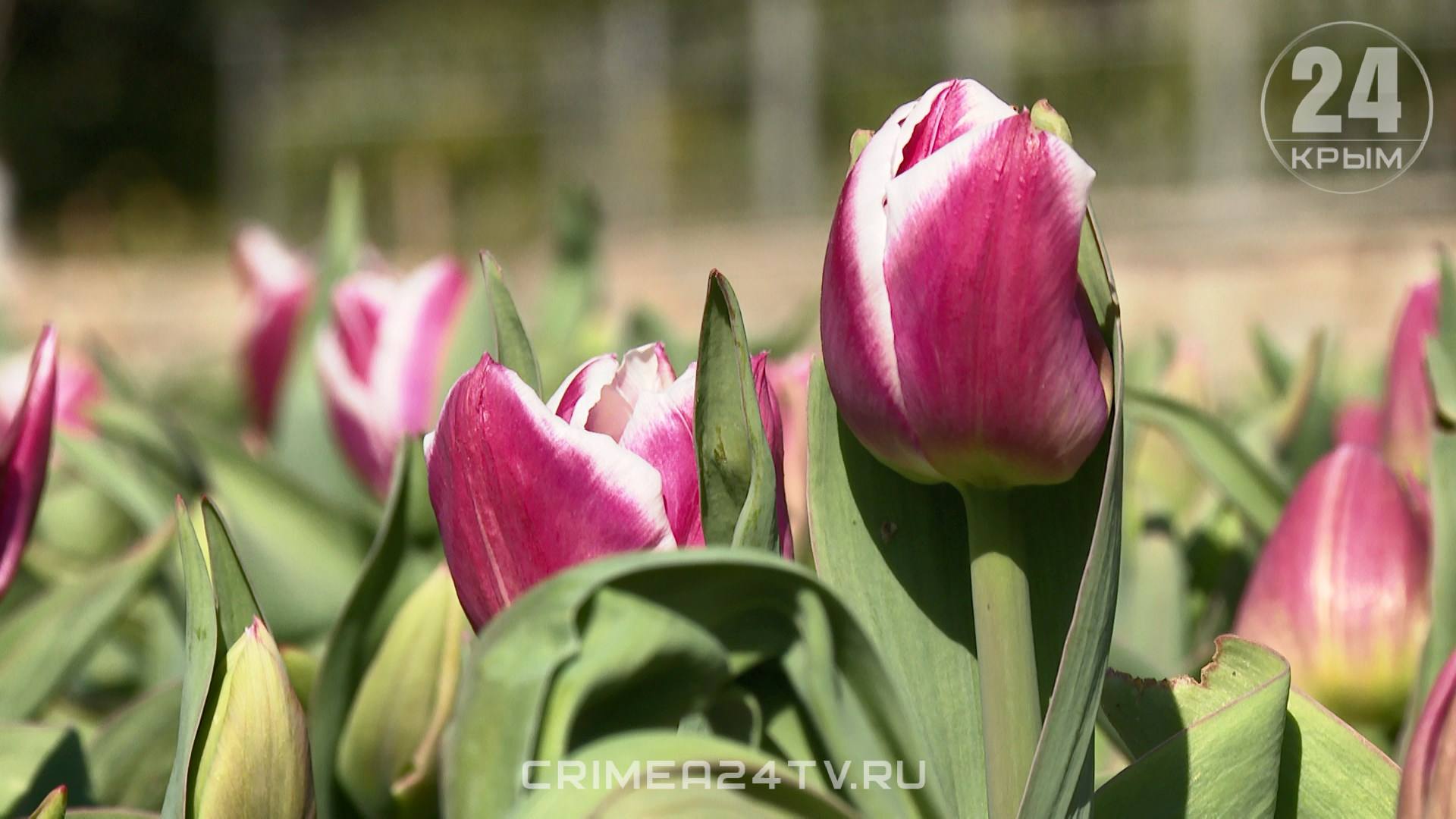 Романтика Крымской весны — так назвали Парад тюльпанов в Никитском ботаническом саду в этом году