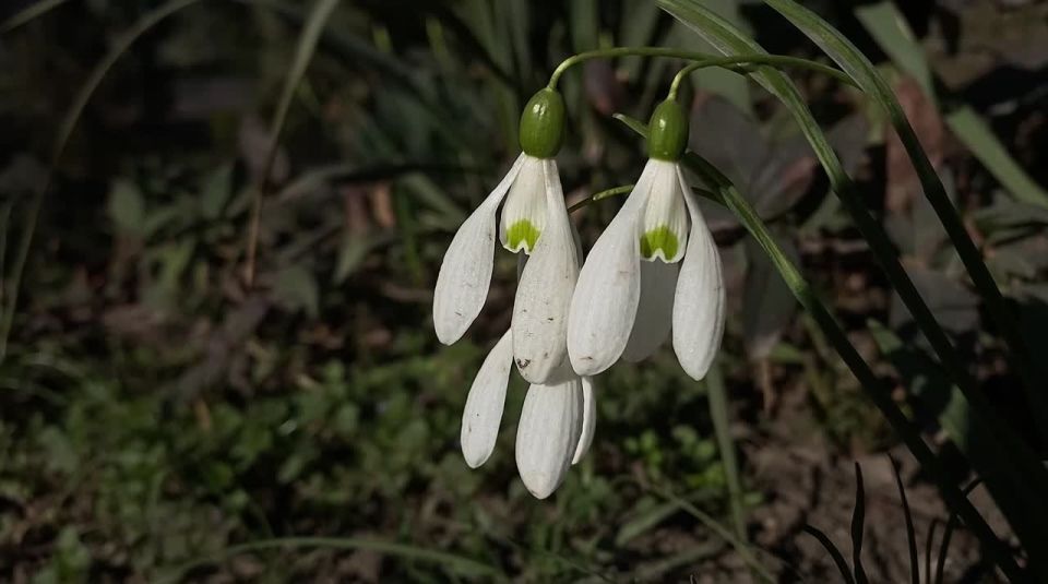 ��������������� �������