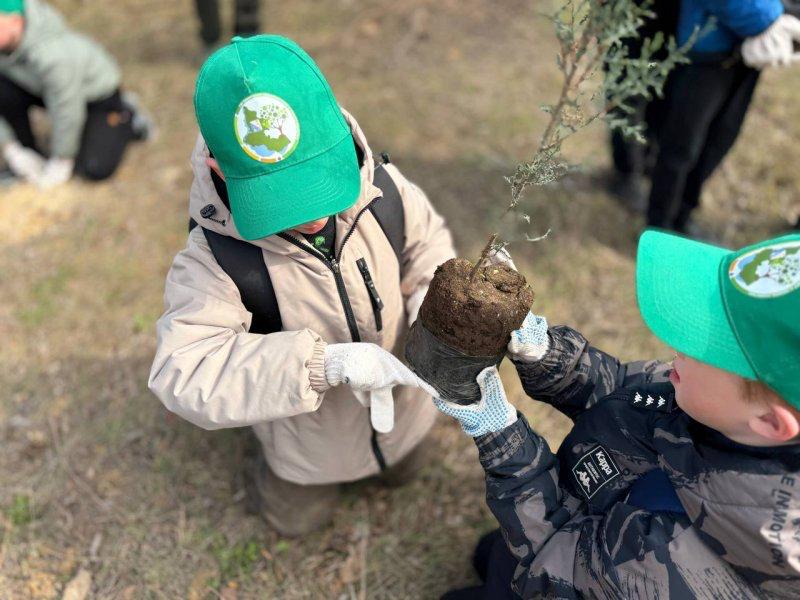 Полсотни деревьев высадили севастопольские школьники в парке 35-летия Победы Полсотни деревьев высадили севастопольские школьники в парке 35-летия Победы