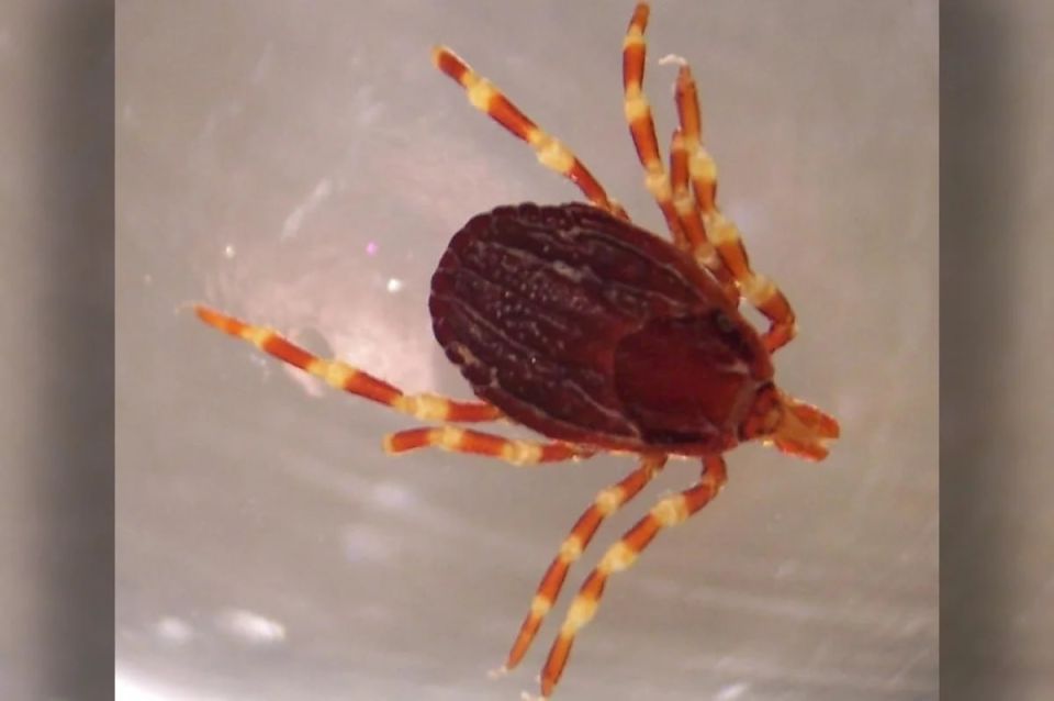 �����-������� �������� ����������� ����������, ������������� ��� �����