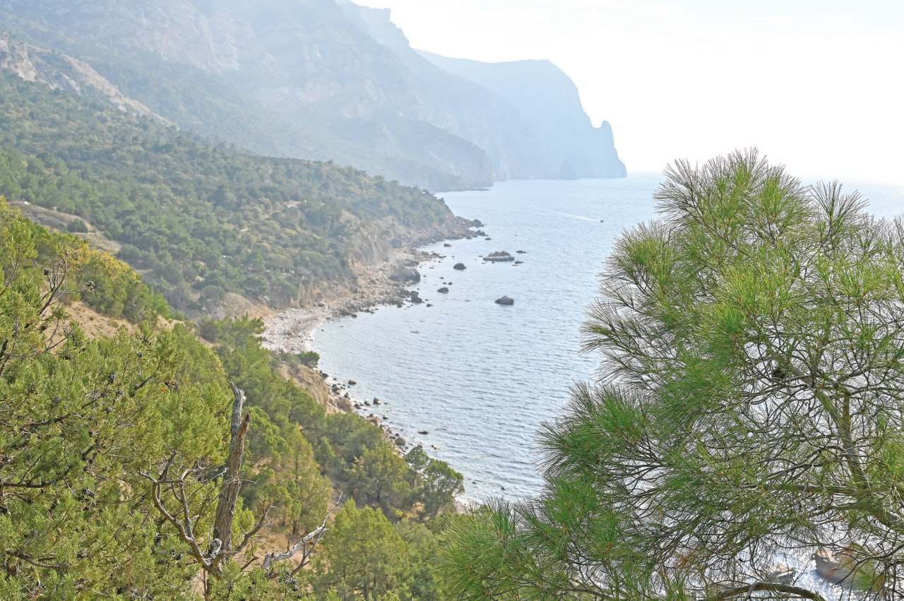 Зелёный символ единства. По традиции празднование событий весны 2014-го на полуострове отмечают высадкой саженцев знаменитой сосны крымской