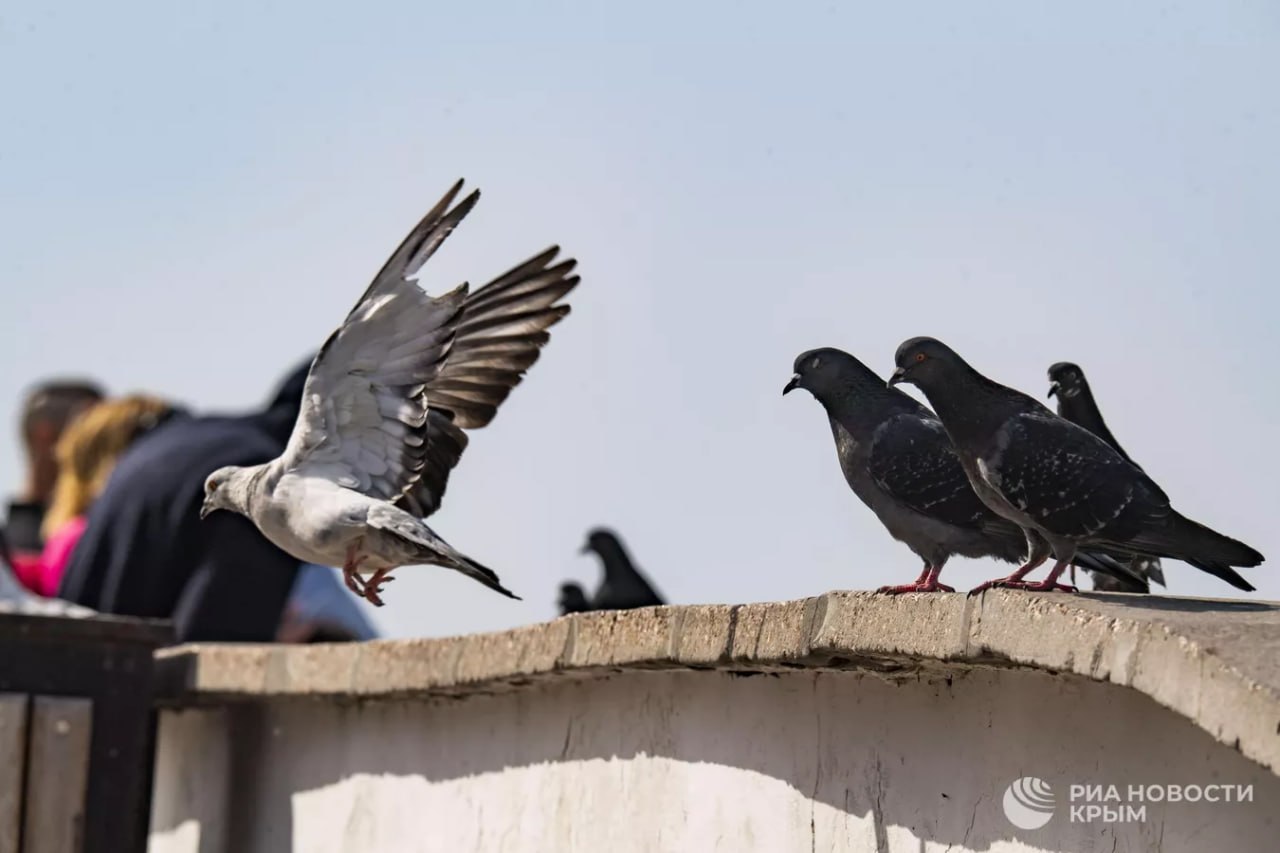 За кормление голубей у дома россиянам грозит штраф до трех тысяч рублей