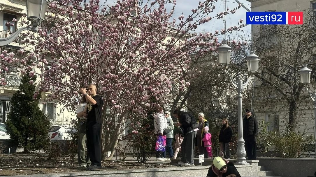 С приходом долгожданного тепла расцветает магнолия — один из символов весны в Севастополе С приходом долгожданного тепла расцветает магнолия — один из символов весны в Севастополе