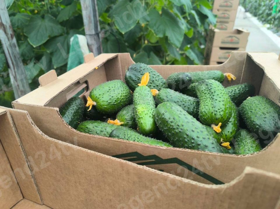 � ��������������� �������� ������� ������ ������