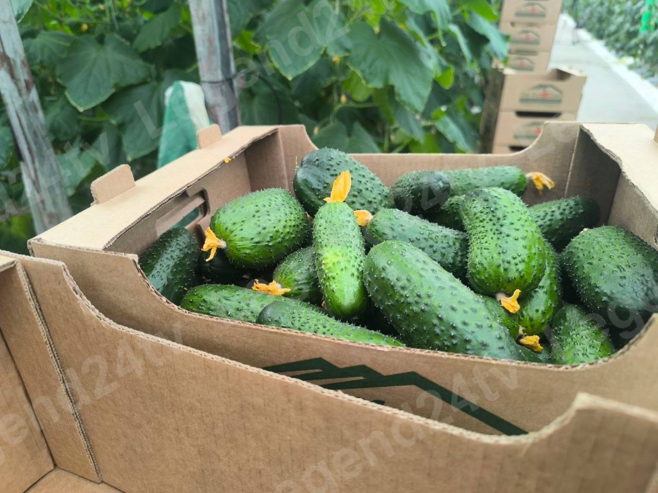 В севастопольских теплицах собрали первый урожай