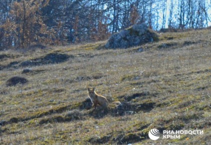 �������� ������-���� � �����