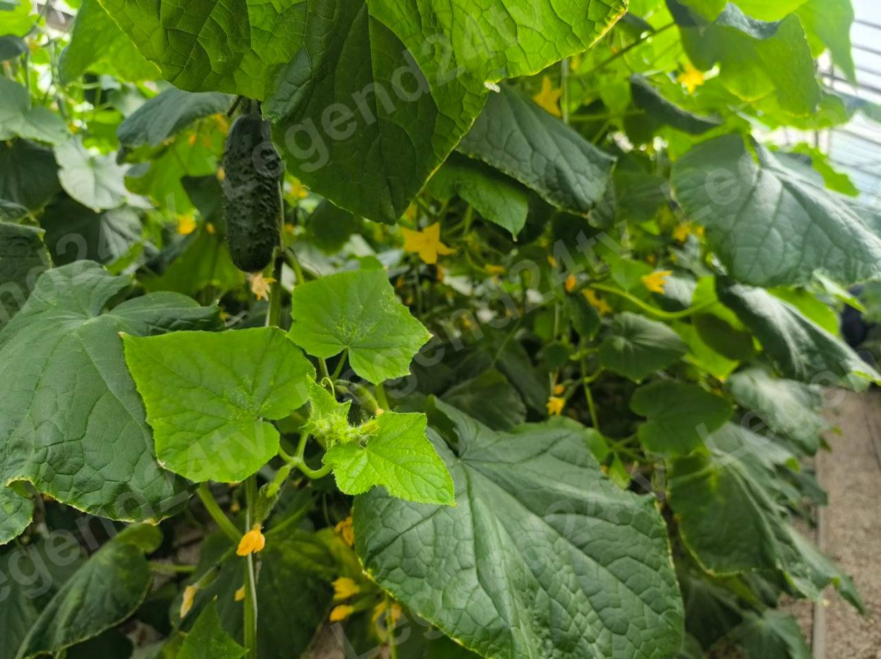 В севастопольских теплицах собрали первый урожай В севастопольских теплицах собрали первый урожай