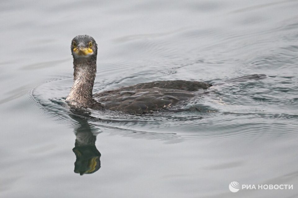 "��� ������ ������������� ����������": ������� ���������� ���� � �����