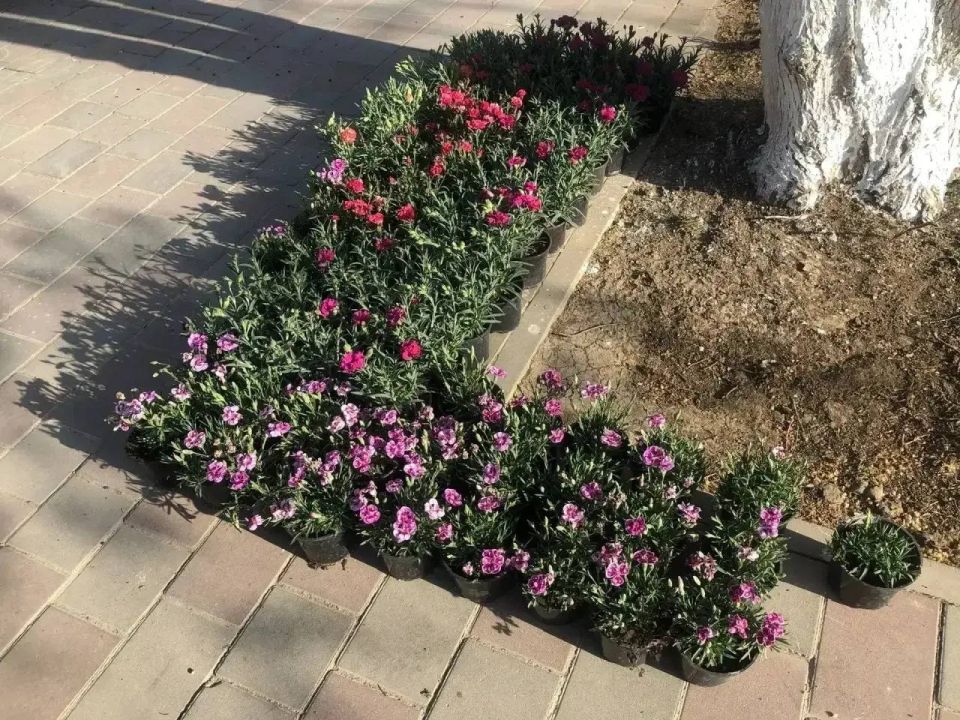 В Саках наполняют общественные пространства весенними цветами В Саках наполняют общественные пространства весенними цветами
