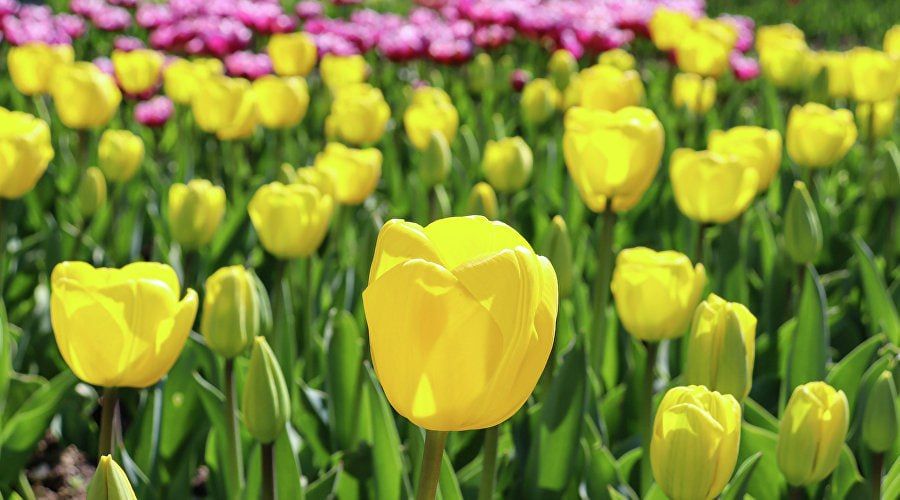 ����� ��������� � ��������� ������� �������� 27 �����