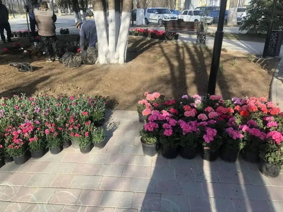 В Саках украшают цветами общественные пространства В Саках украшают цветами общественные пространства