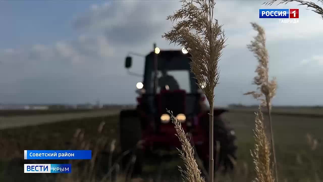 В Советском районе Крыма фермеры увеличивают площади под картофель и другие овощи из борщевого набора за счёт господдержки