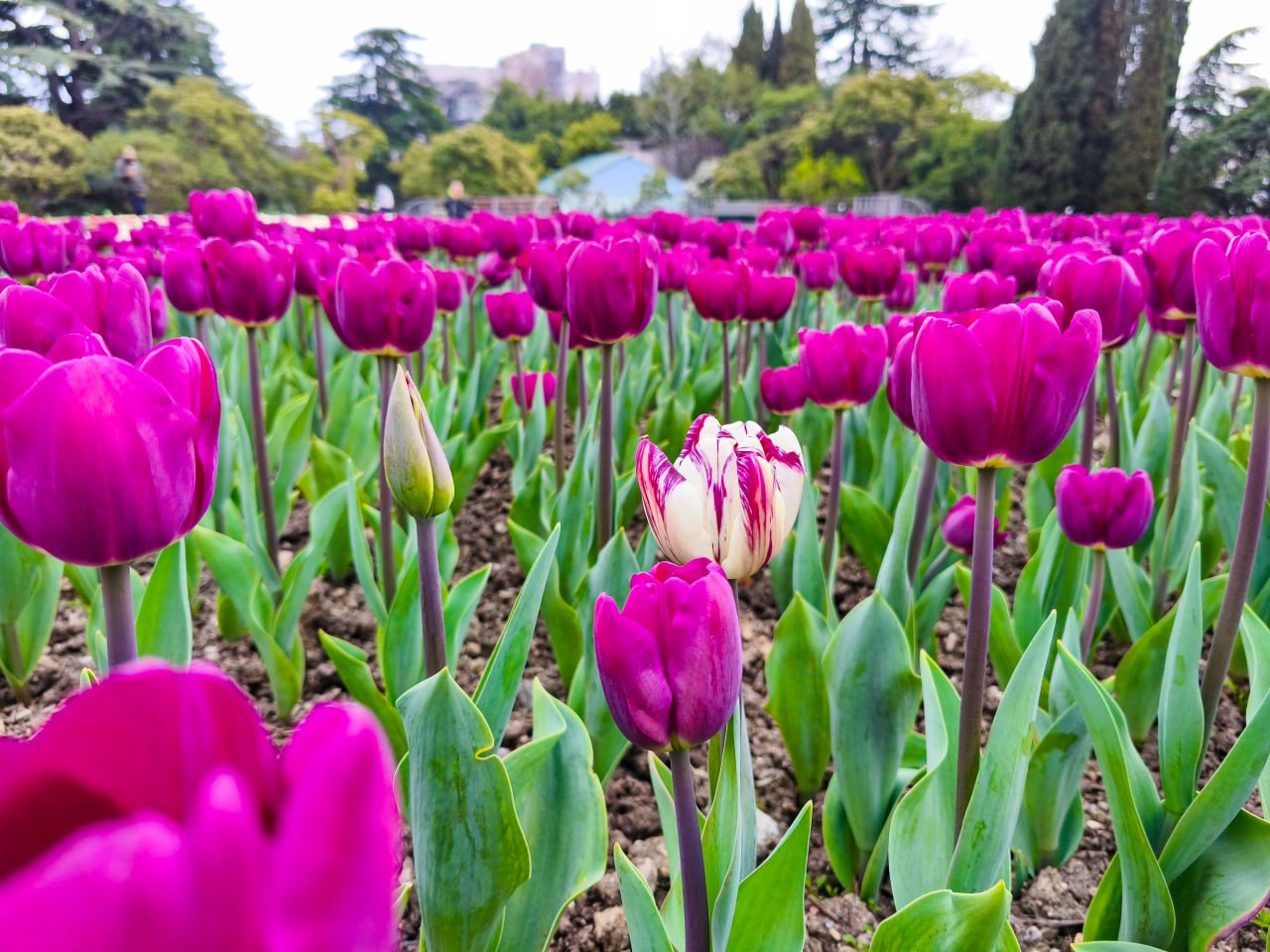 «Романтика крымской весны»: в Никитском ботсаду открылся 19-й парад тюльпанов «Романтика крымской весны»: в Никитском ботсаду открылся 19-й парад тюльпанов