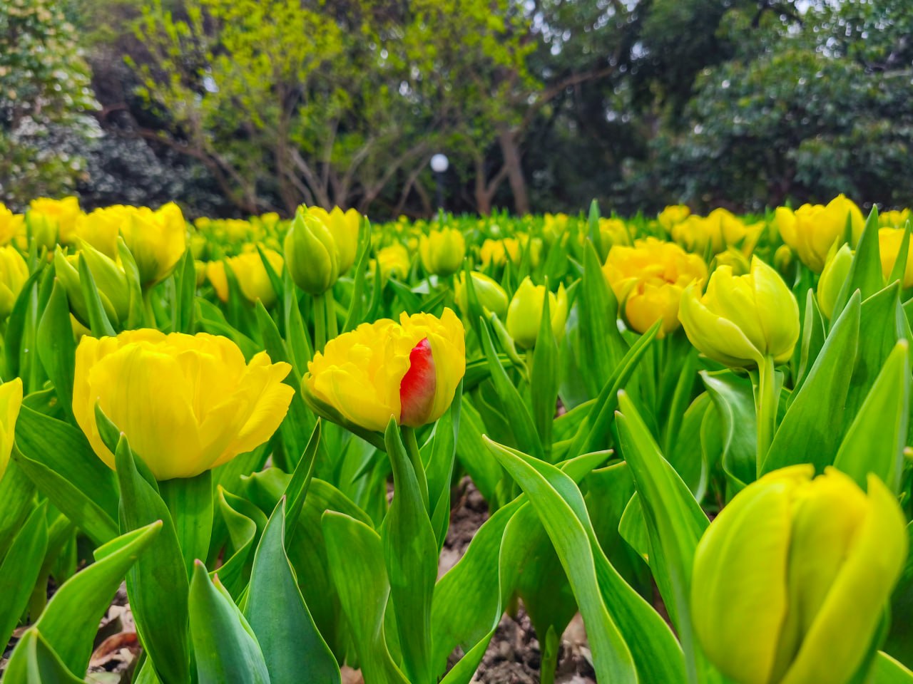 «Романтика крымской весны»: в Никитском ботсаду открылся 19-й парад тюльпанов «Романтика крымской весны»: в Никитском ботсаду открылся 19-й парад тюльпанов