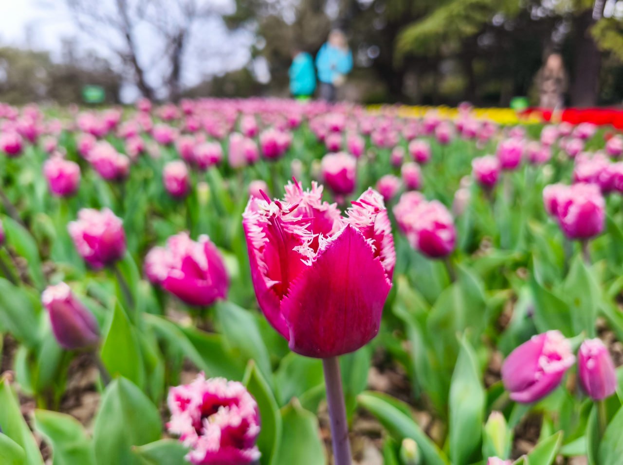 «Романтика крымской весны»: в Никитском ботсаду открылся 19-й парад тюльпанов «Романтика крымской весны»: в Никитском ботсаду открылся 19-й парад тюльпанов