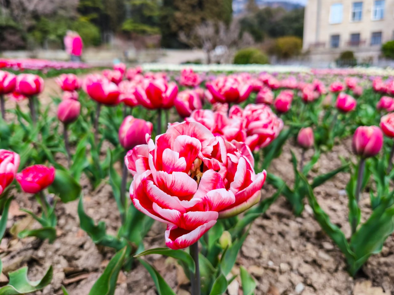 «Романтика крымской весны»: в Никитском ботсаду открылся 19-й парад тюльпанов «Романтика крымской весны»: в Никитском ботсаду открылся 19-й парад тюльпанов