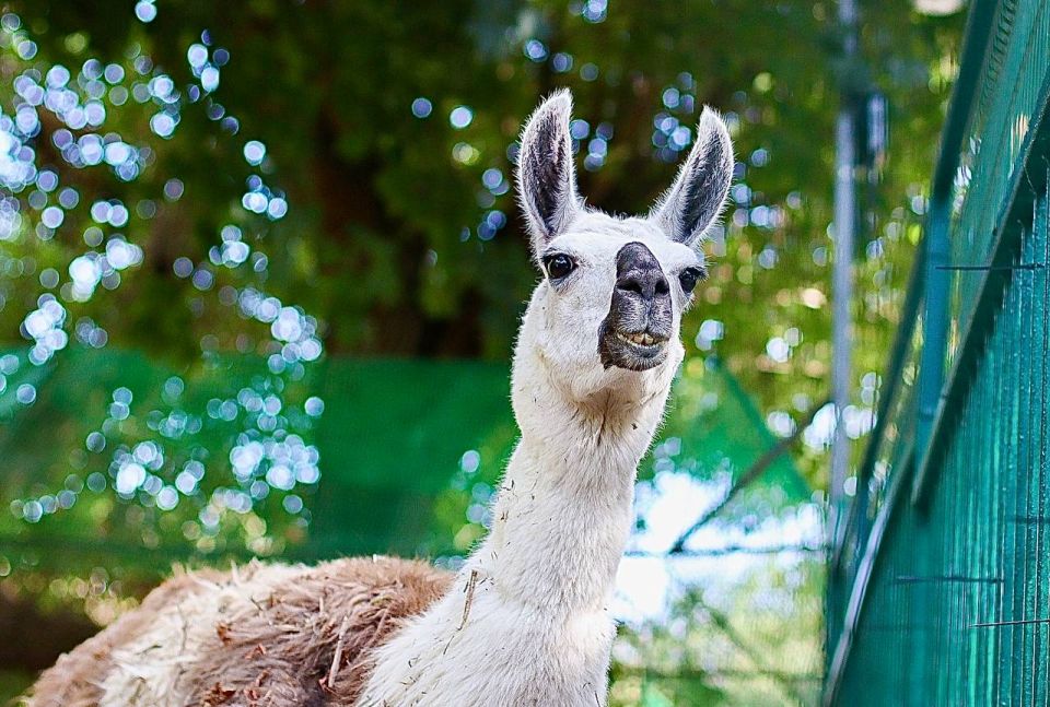 #���������_���������. ���� ������ � �������� ����������� � ���� ���������������� ��������� ������ � ����� ����������� ������ ������ ���� �������� ������