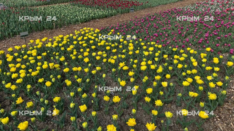 В Никитском ботсаду высадили 110 тысяч тюльпанов для ежегодной выставки В Никитском ботсаду высадили 110 тысяч тюльпанов для ежегодной выставки