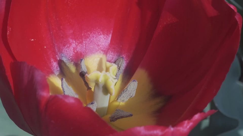 ����� ��������: 110 ����� ������ 113 ������! � ��������� ������������ ���� ������� �������� ���������, 19 �� �����, ����� ���������