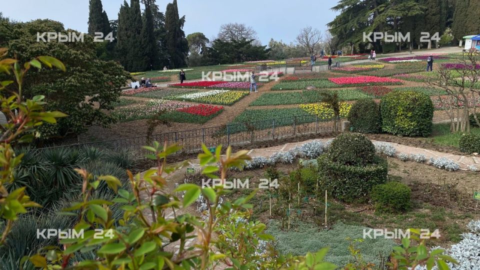 В Никитском ботсаду высадили 110 тысяч тюльпанов для ежегодной выставки В Никитском ботсаду высадили 110 тысяч тюльпанов для ежегодной выставки