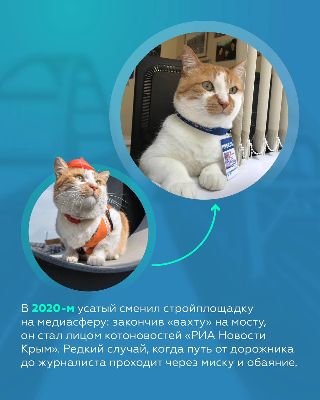 Усатый строитель: история кота Мостика Усатый строитель: история кота Мостика