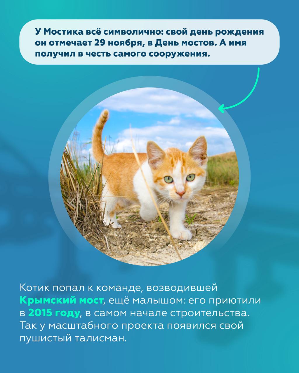 Усатый строитель: история кота Мостика Усатый строитель: история кота Мостика