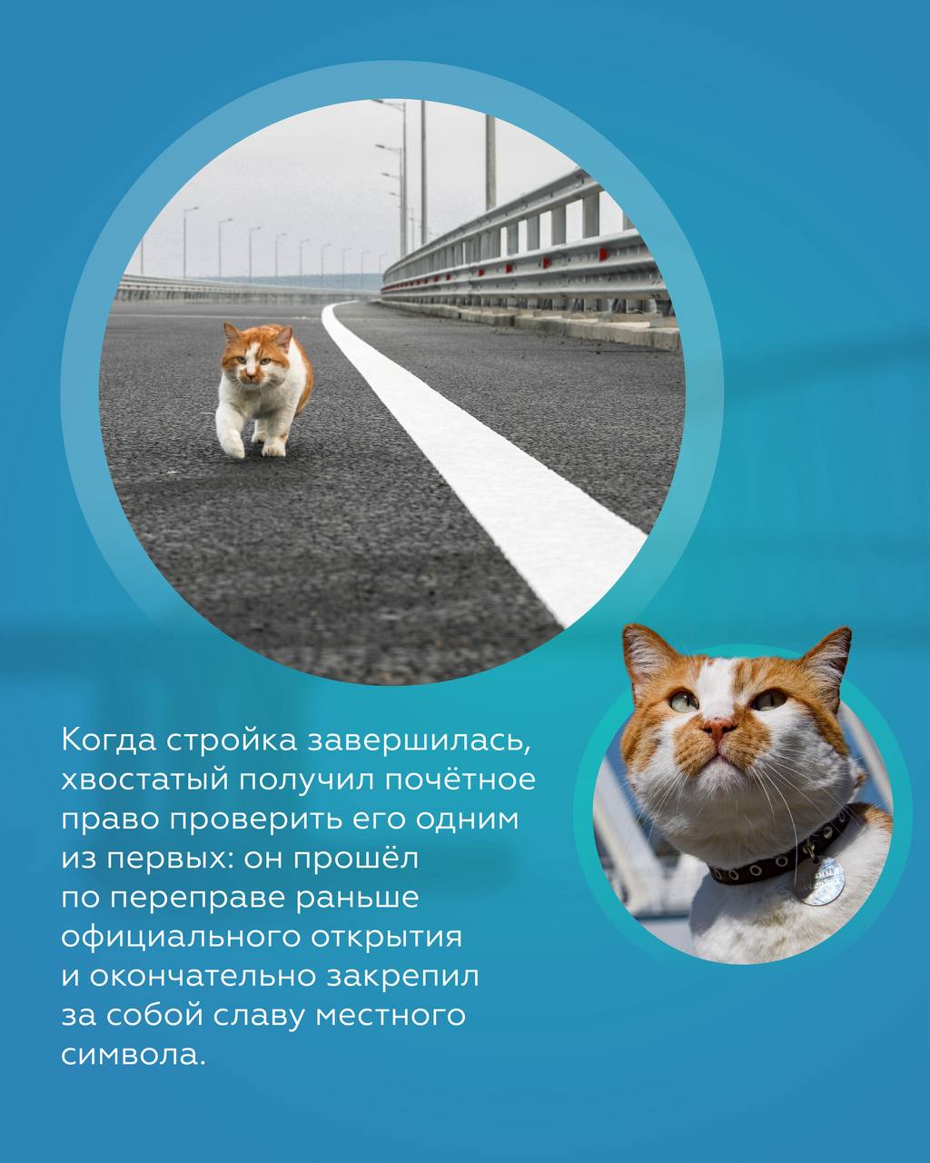 Усатый строитель: история кота Мостика Усатый строитель: история кота Мостика